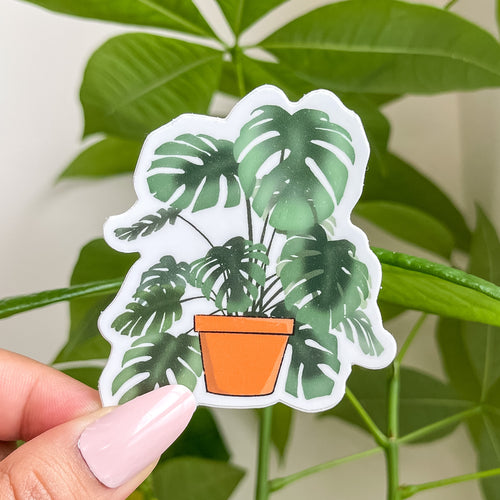 Monstera Plant in terracotta pot