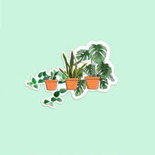 Load image into Gallery viewer, Collection of plant pots consiting of Devil&#39;s ivy, snake plant and monsterra plant in terracotta pots. 
