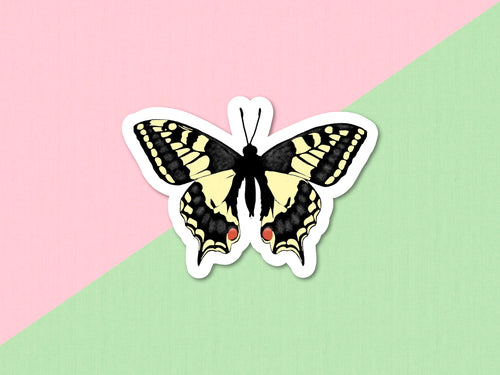 Old World Swallowtail butterfly